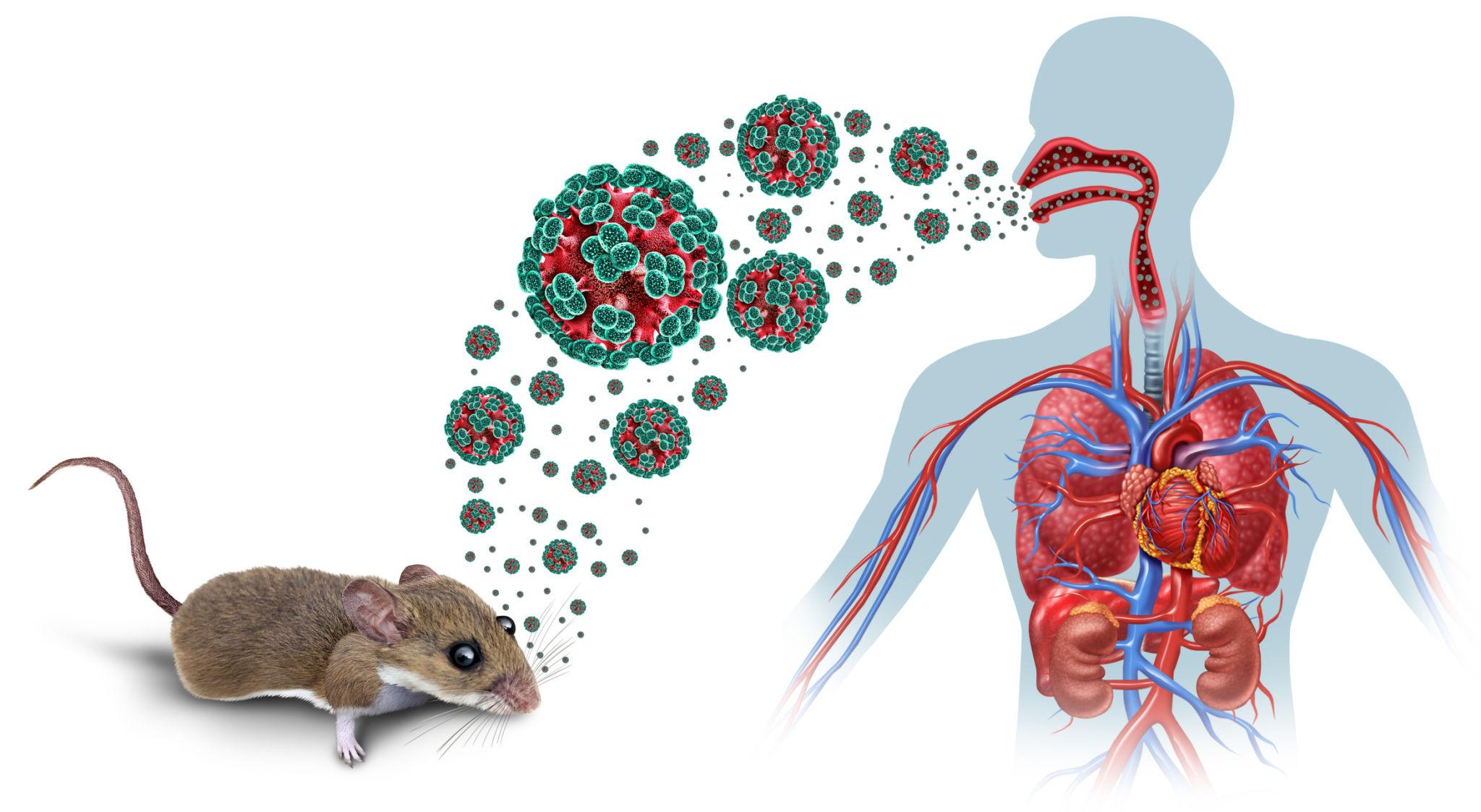 how ganta virus transmits